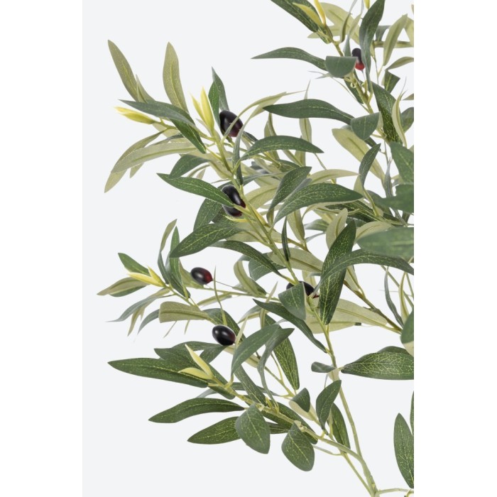 PIANTA ULIVO CON VASO H.90